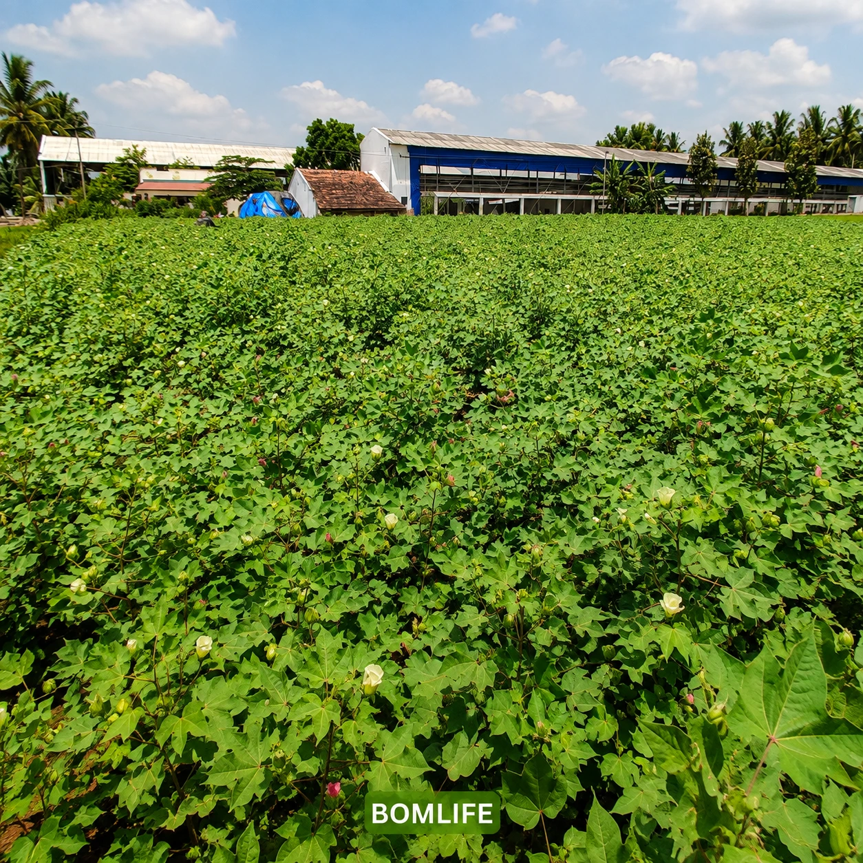 Cotton plant from the BomLife plot