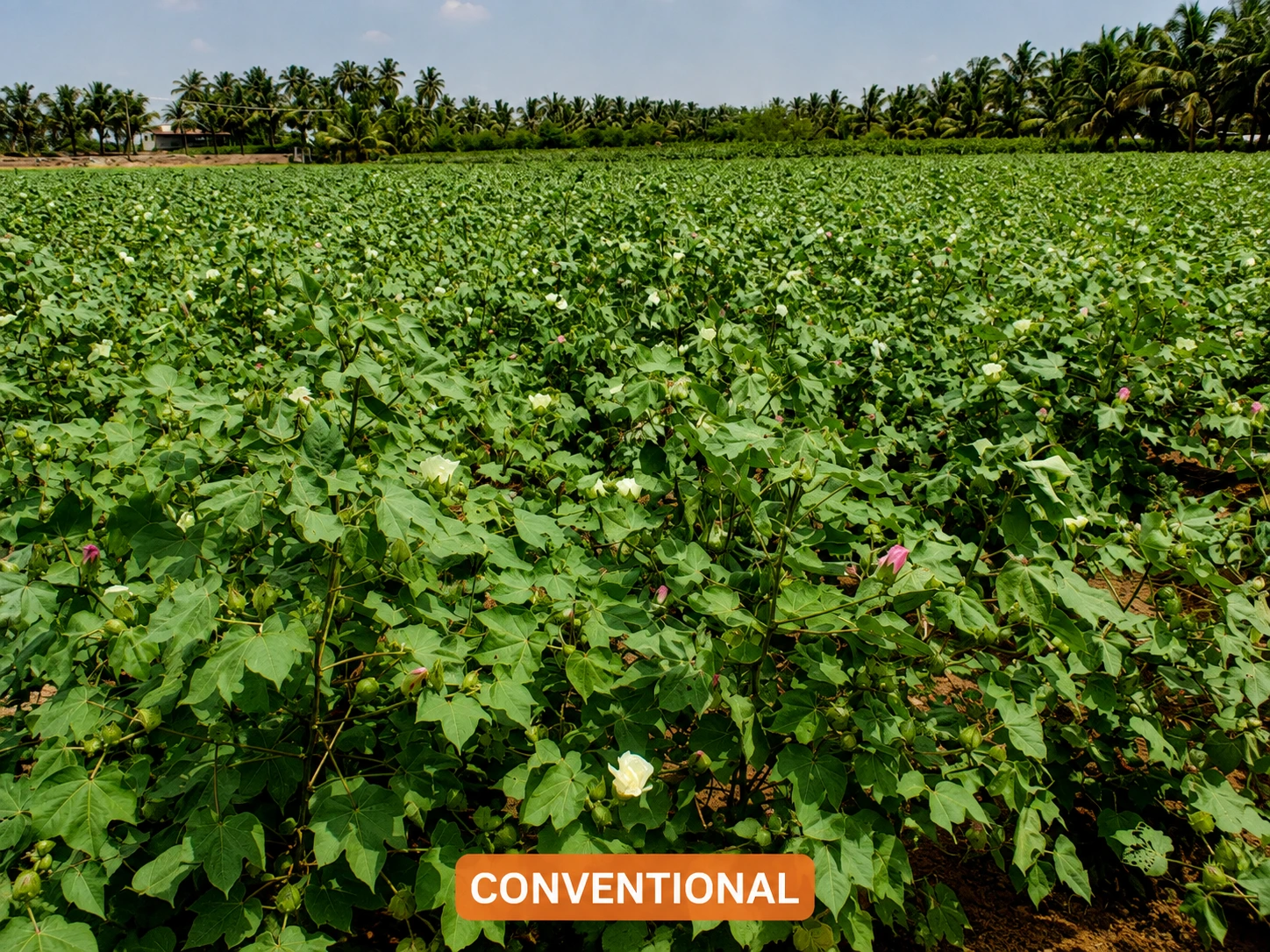 Cotton plant from the conventional plot