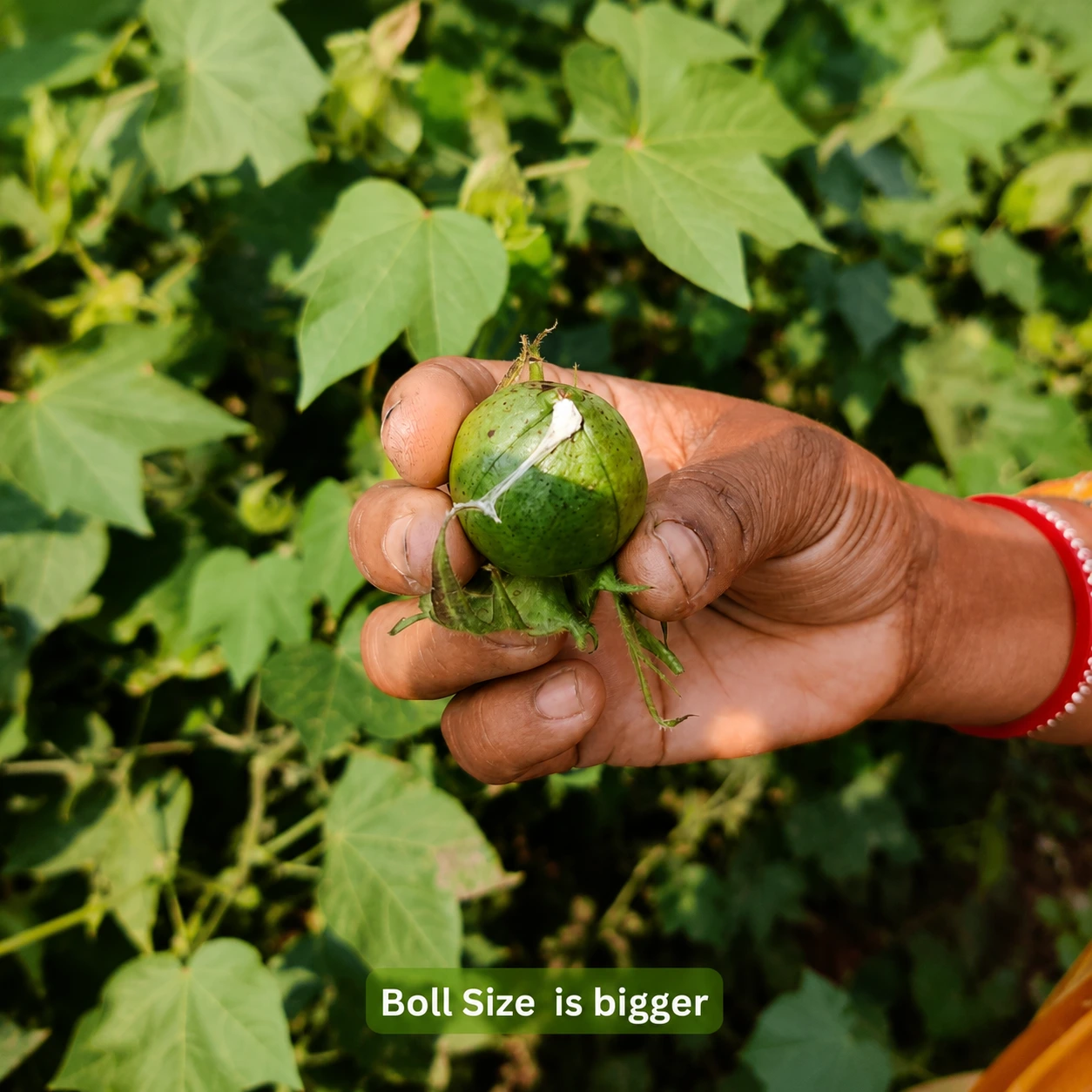 Larger cotton boll from a BomLife plot