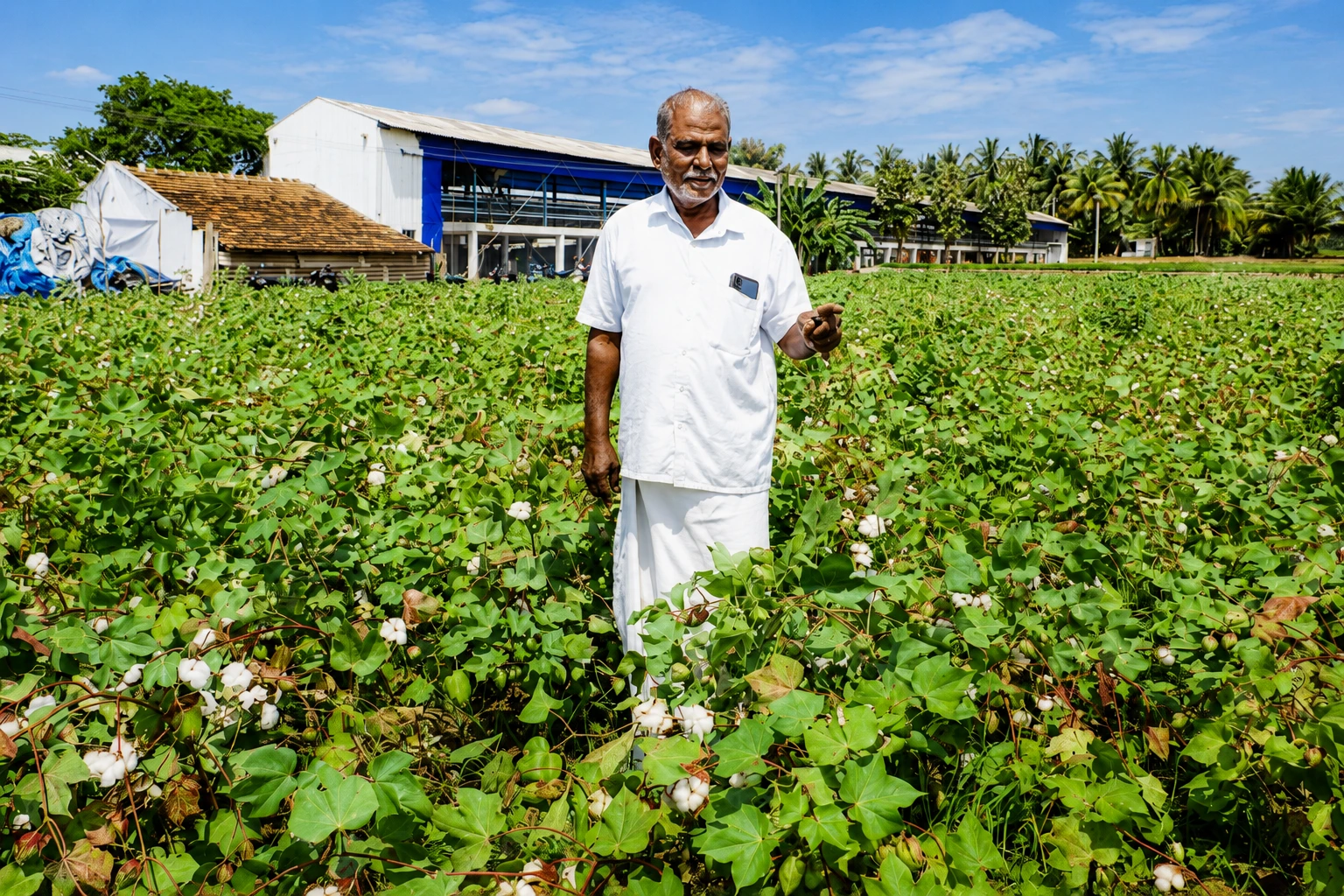 Cotton picking in a BomLife plot
