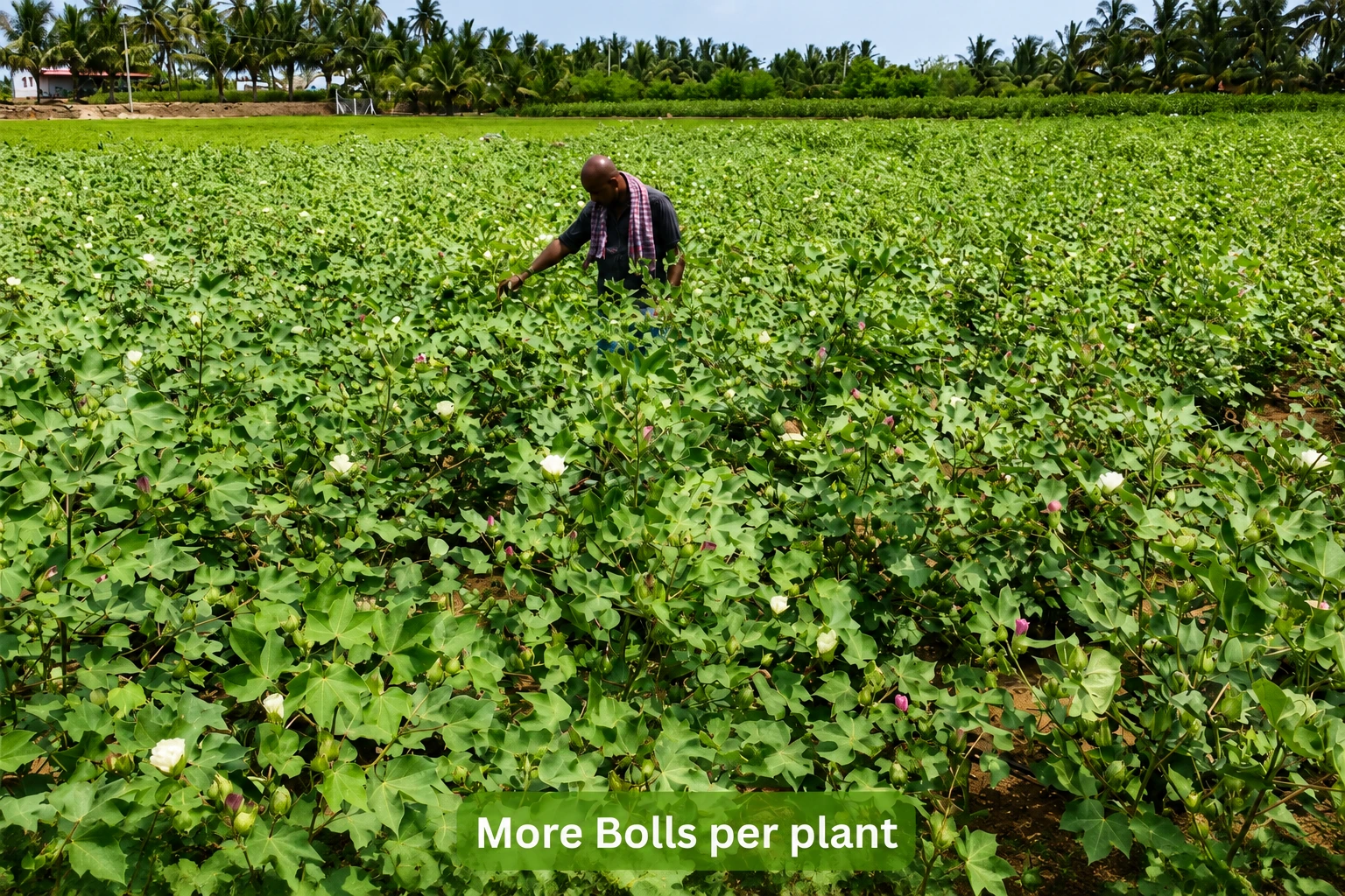 Cotton plant carrying more bolls