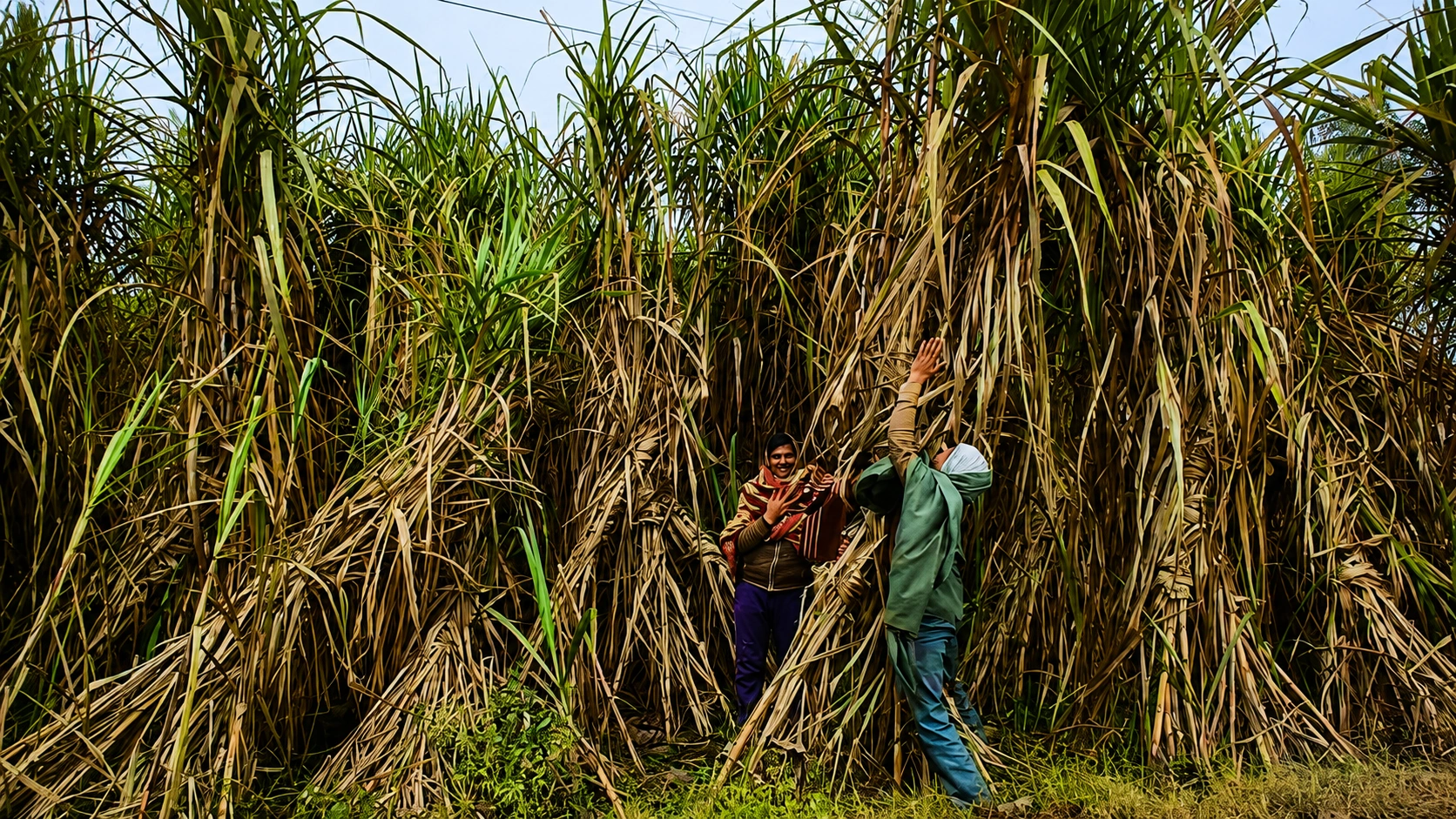 Tall dense sugarcane crop showing consistent productivity