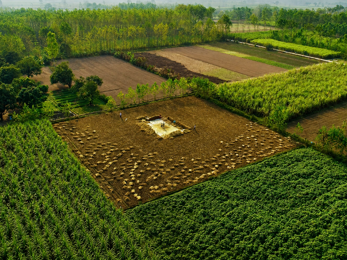 Farmer holding freshly harvested produce from a BomLife field