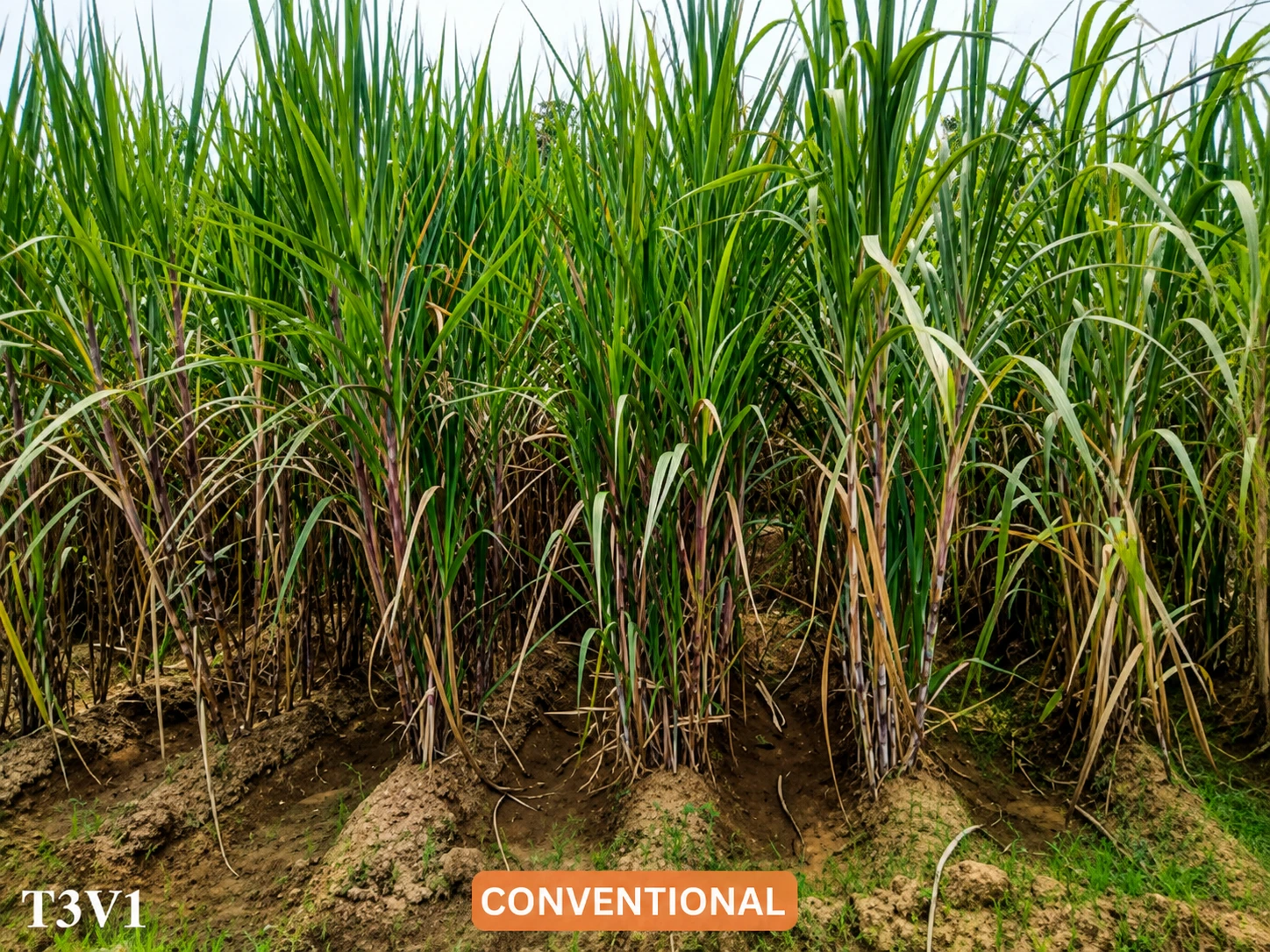 Sugarcane from the conventional plot