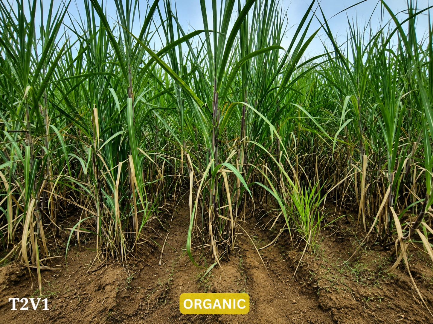 Sugarcane from the organic plot