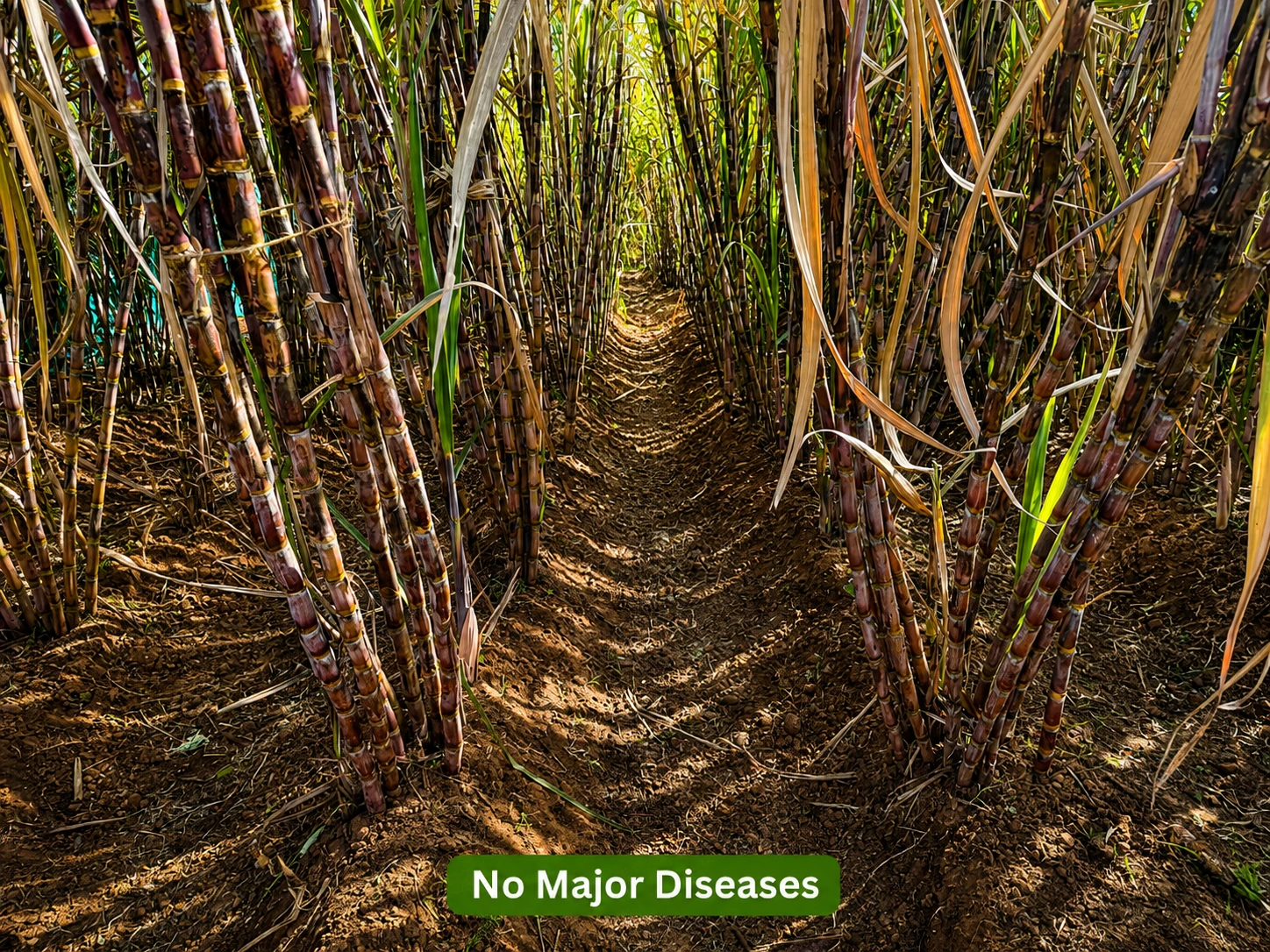 Sugarcane foliage free from major diseases