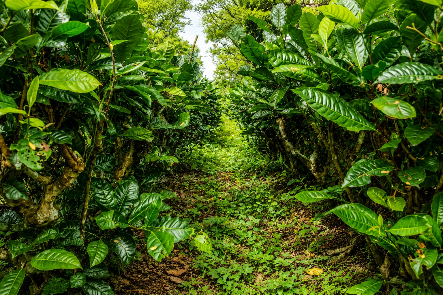 Inter-row canopy development in a BomLife tea section