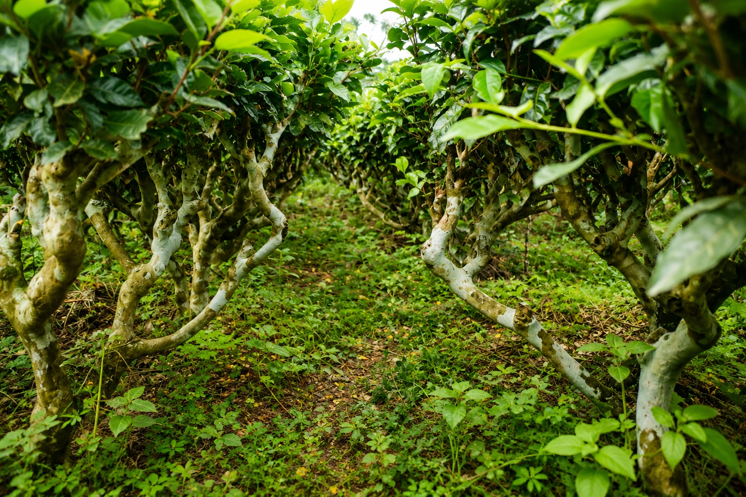 Healthy maintenance leaves on a mature tea bush