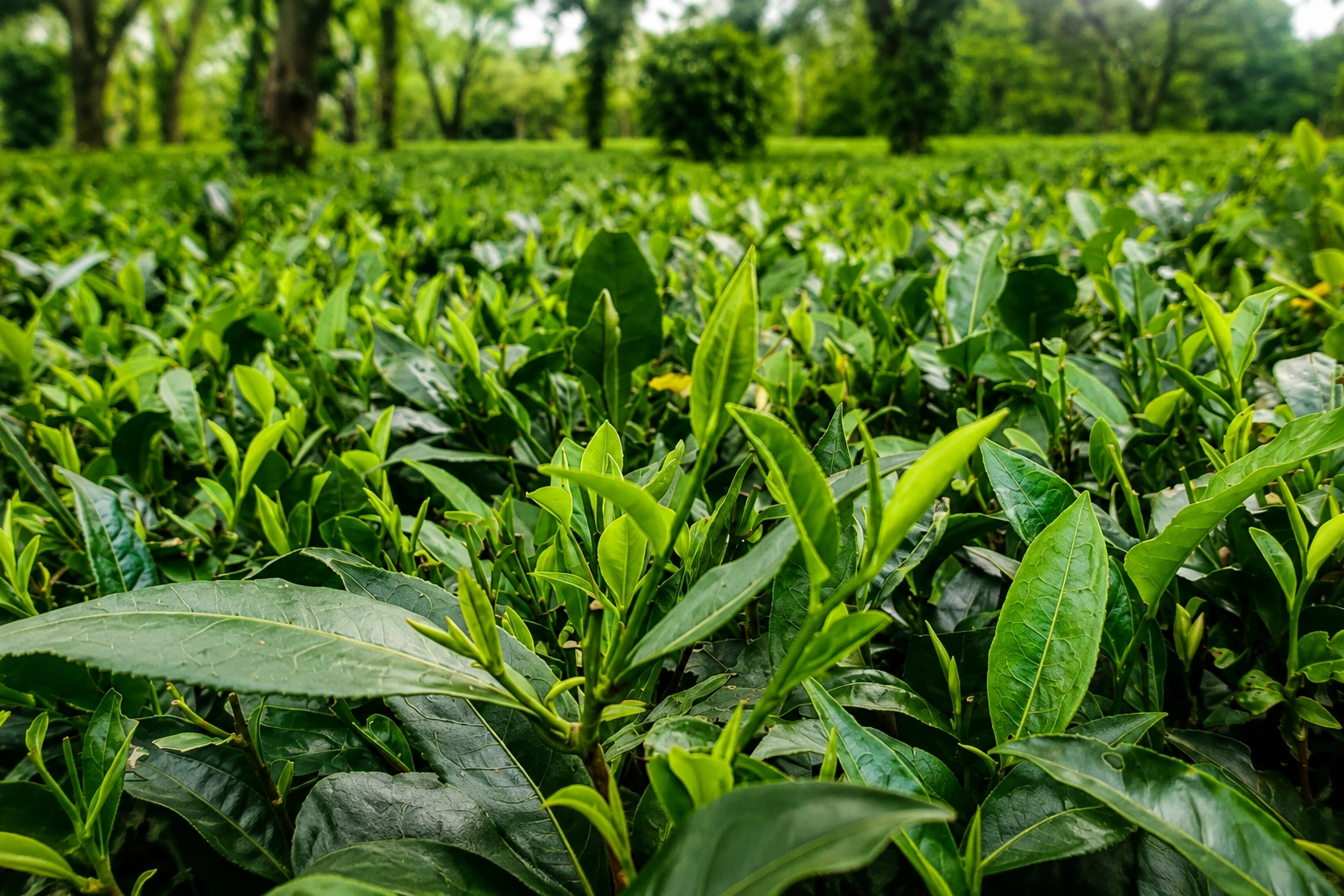 Tea foliage free from pest and disease incidence