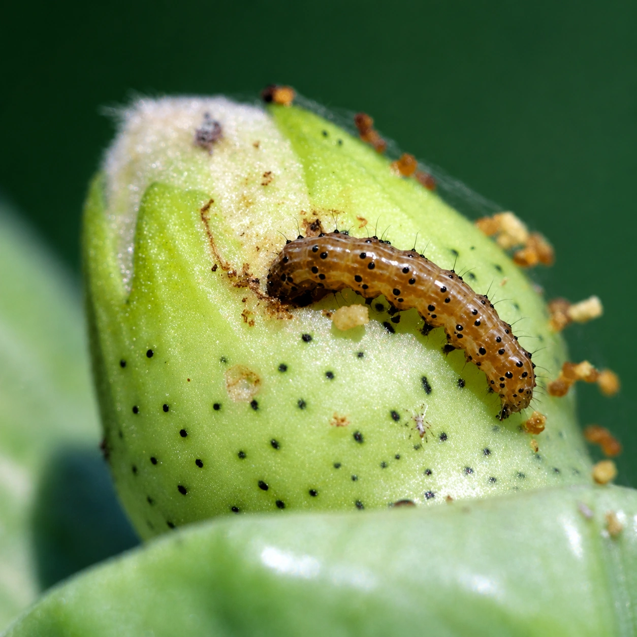 Caterpillar feeding inside a cotton boll