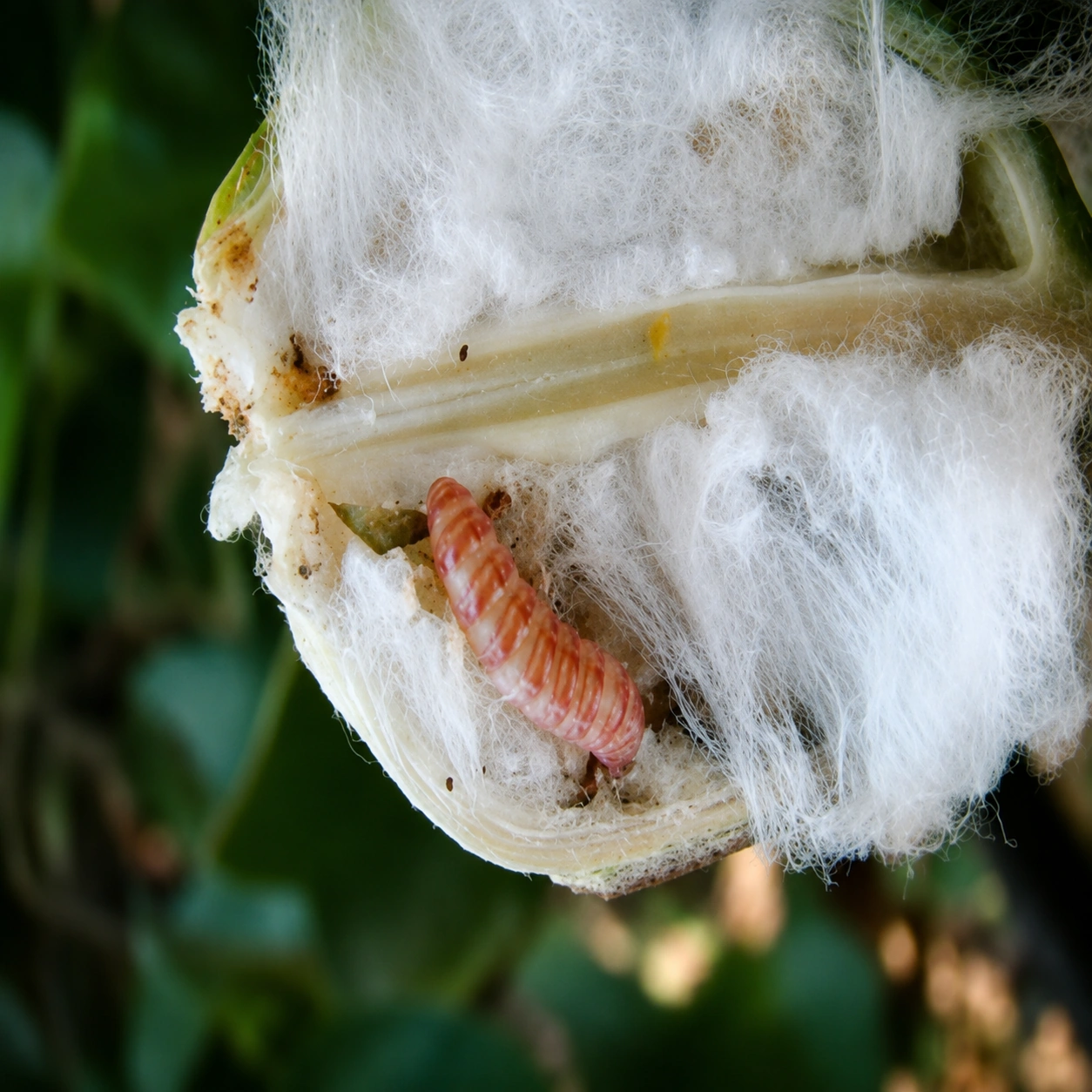 Cotton bollworm on a damaged boll