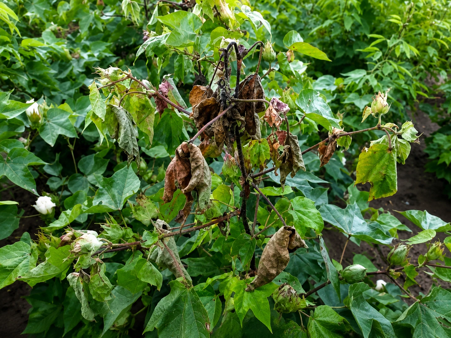 Cotton leaf affected by bacterial blight