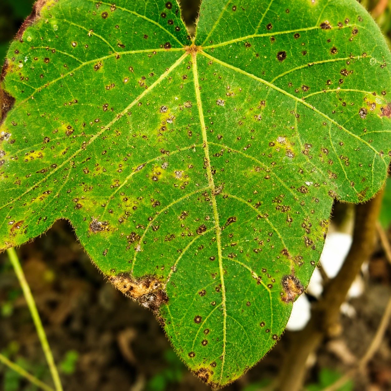 Cotton leaf showing leaf spot symptoms