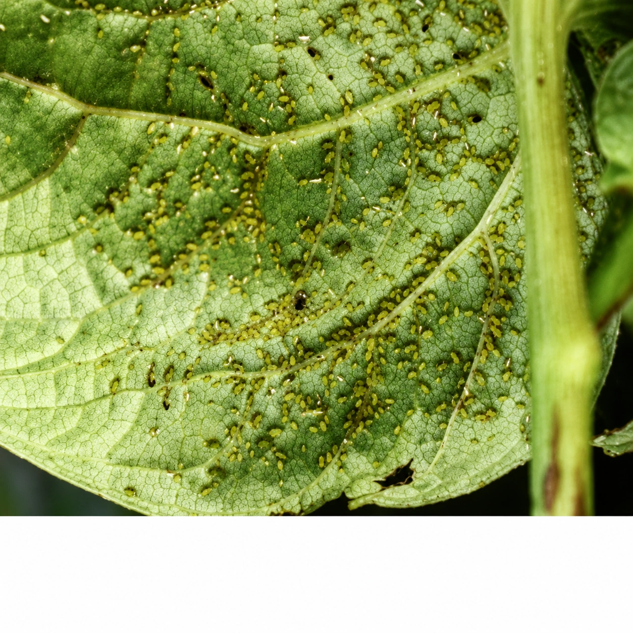 Aphids on a cotton shoot