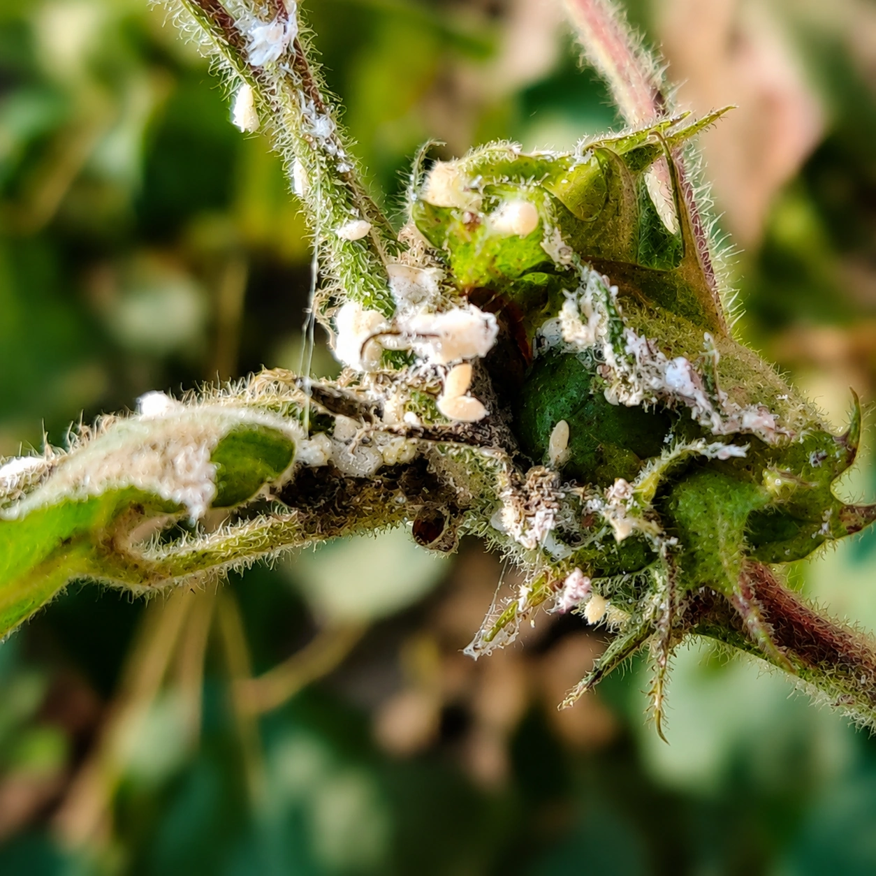 Mealybugs on a cotton plant