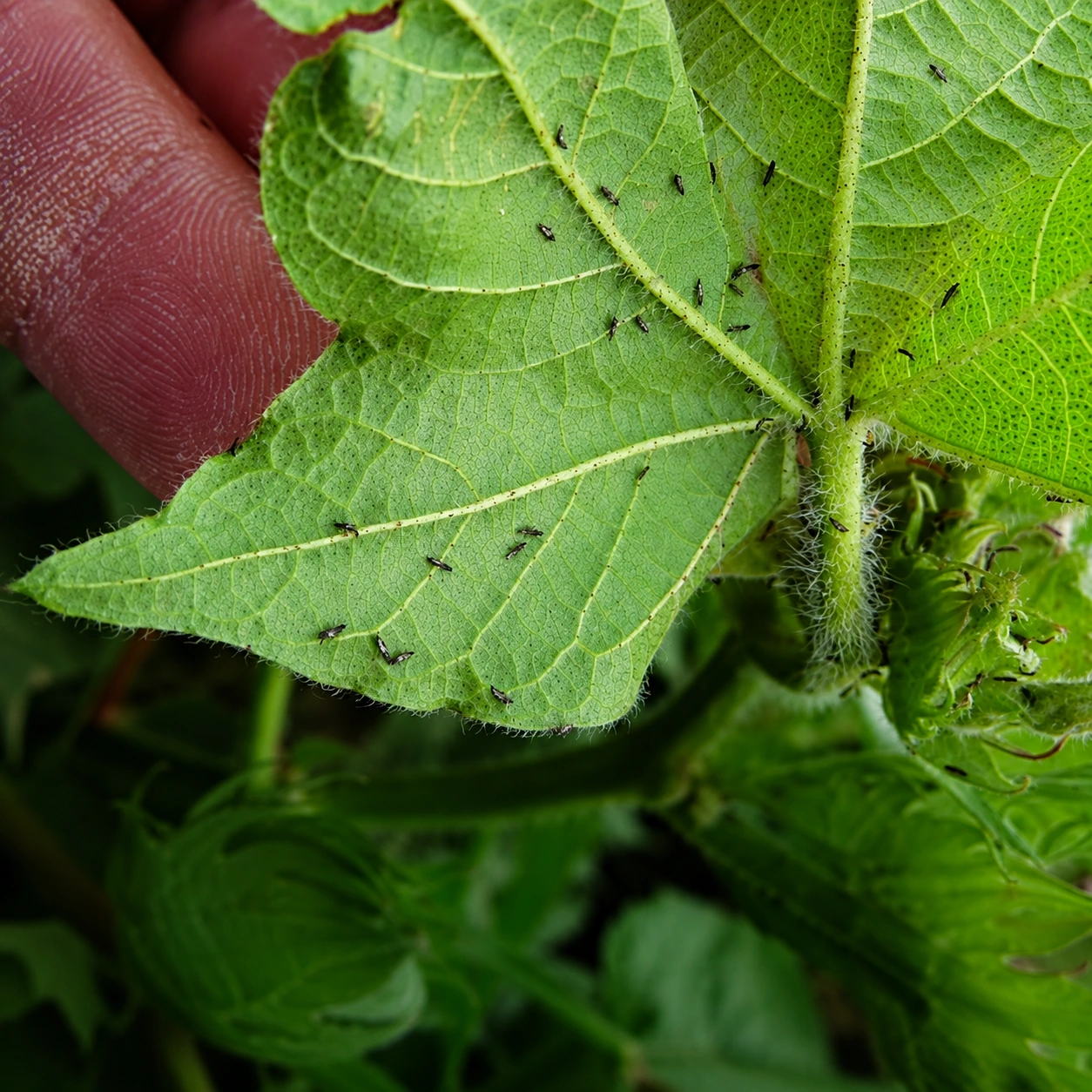 Thrips on a cotton leaf