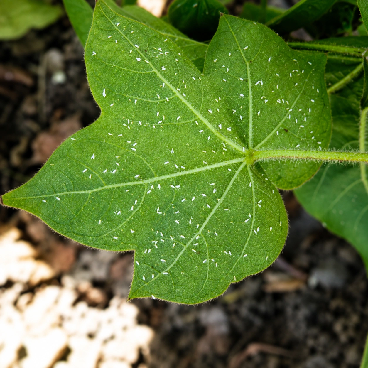 Whitefly on a cotton leaf