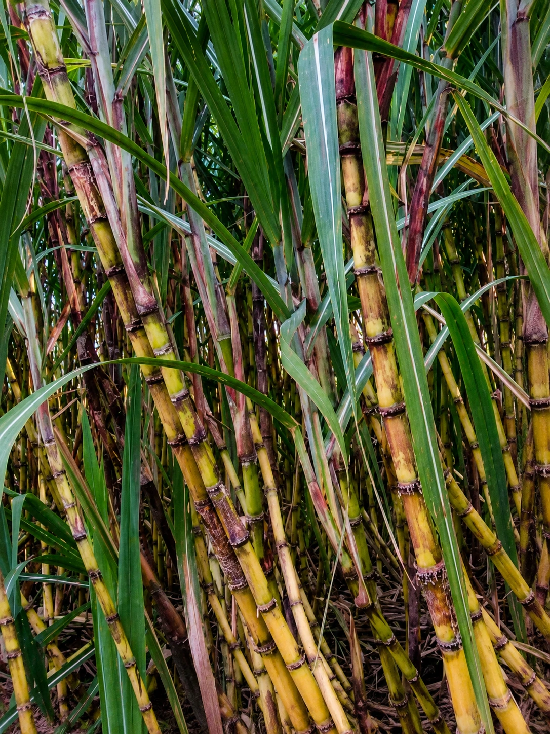 Sugarcane cane split open showing red rot