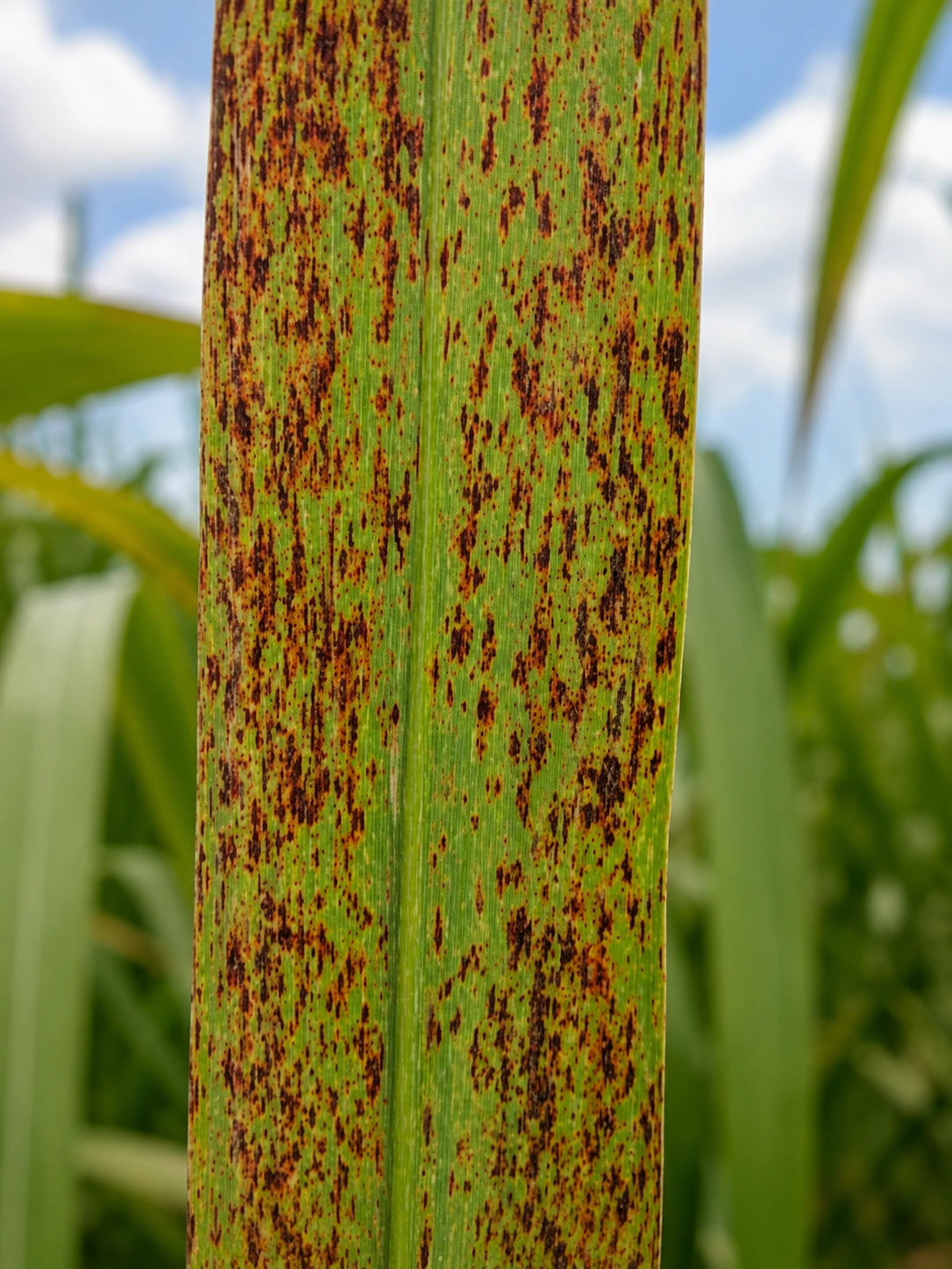Sugarcane leaf showing rust