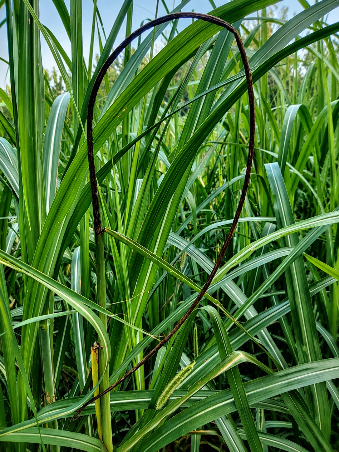 Sugarcane cane affected by smut