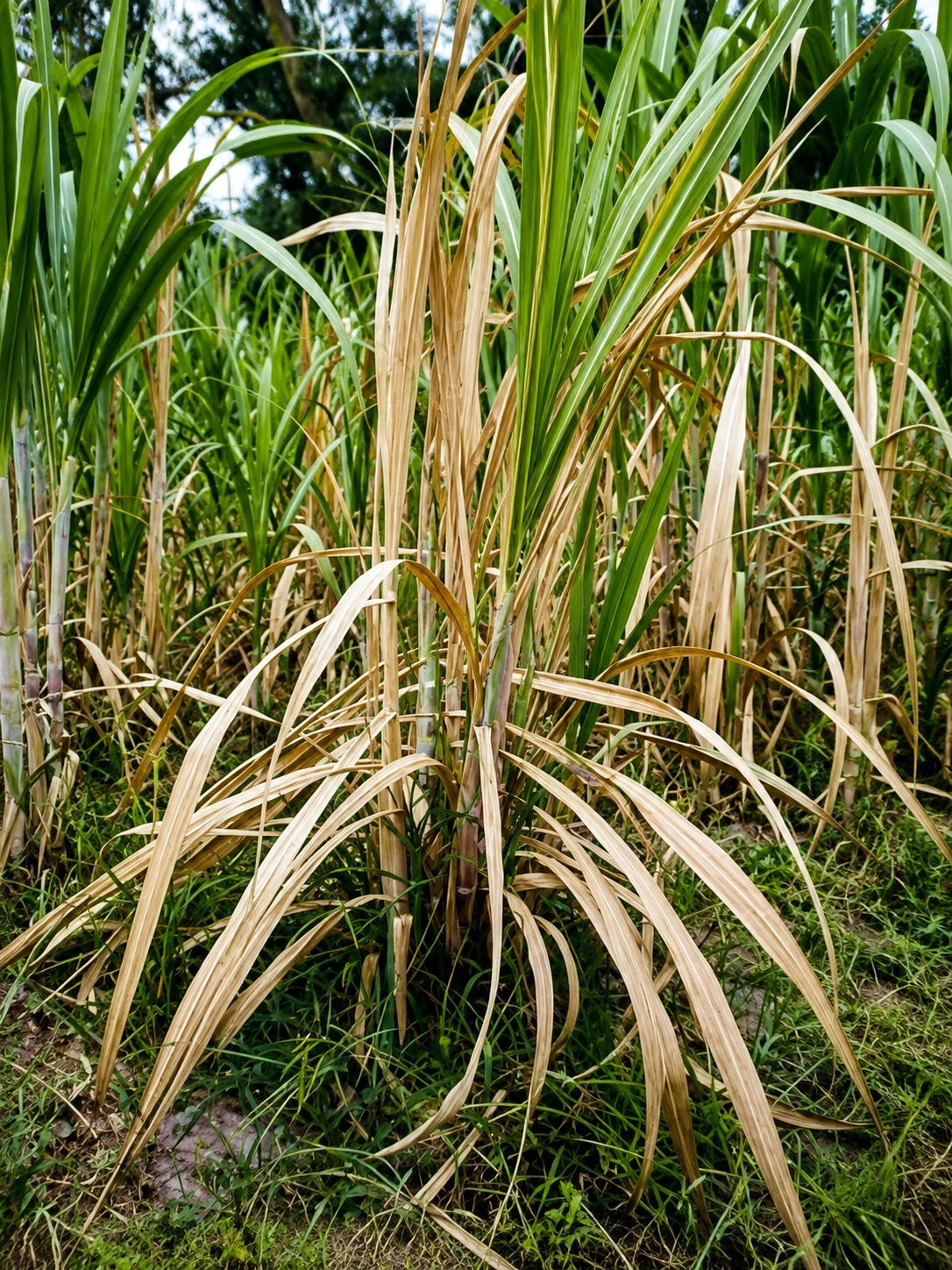 Sugarcane plant affected by wilt