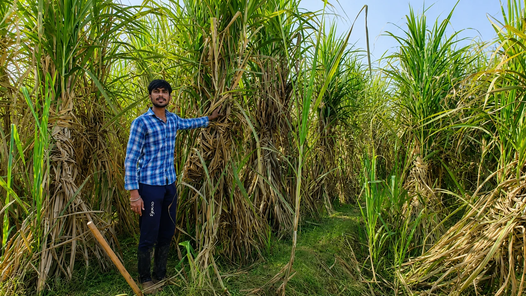 BOMLife sugarcane plot grown under bio-organic practice