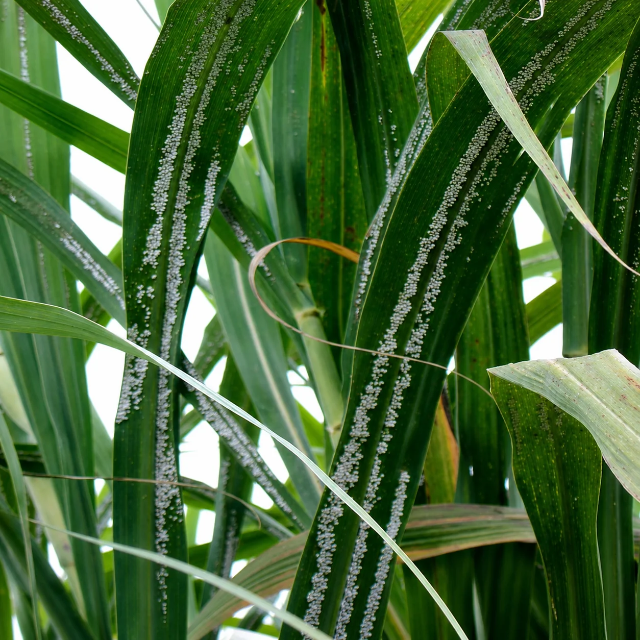 Aphids on a sugarcane leaf