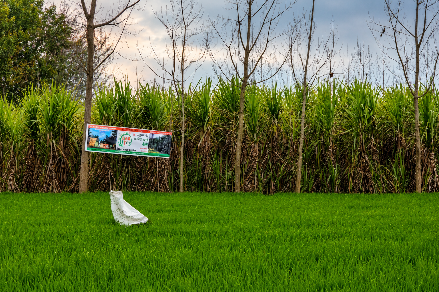 BOMLife sugarcane field trial plot