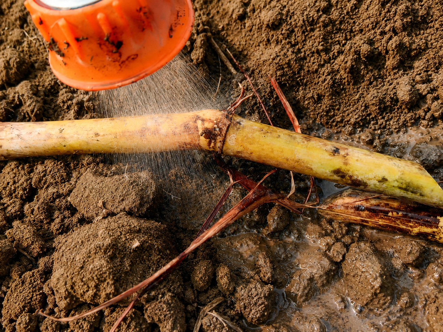 Harvest wound treatment on sugarcane stubbles with bio-activated Bom Shield