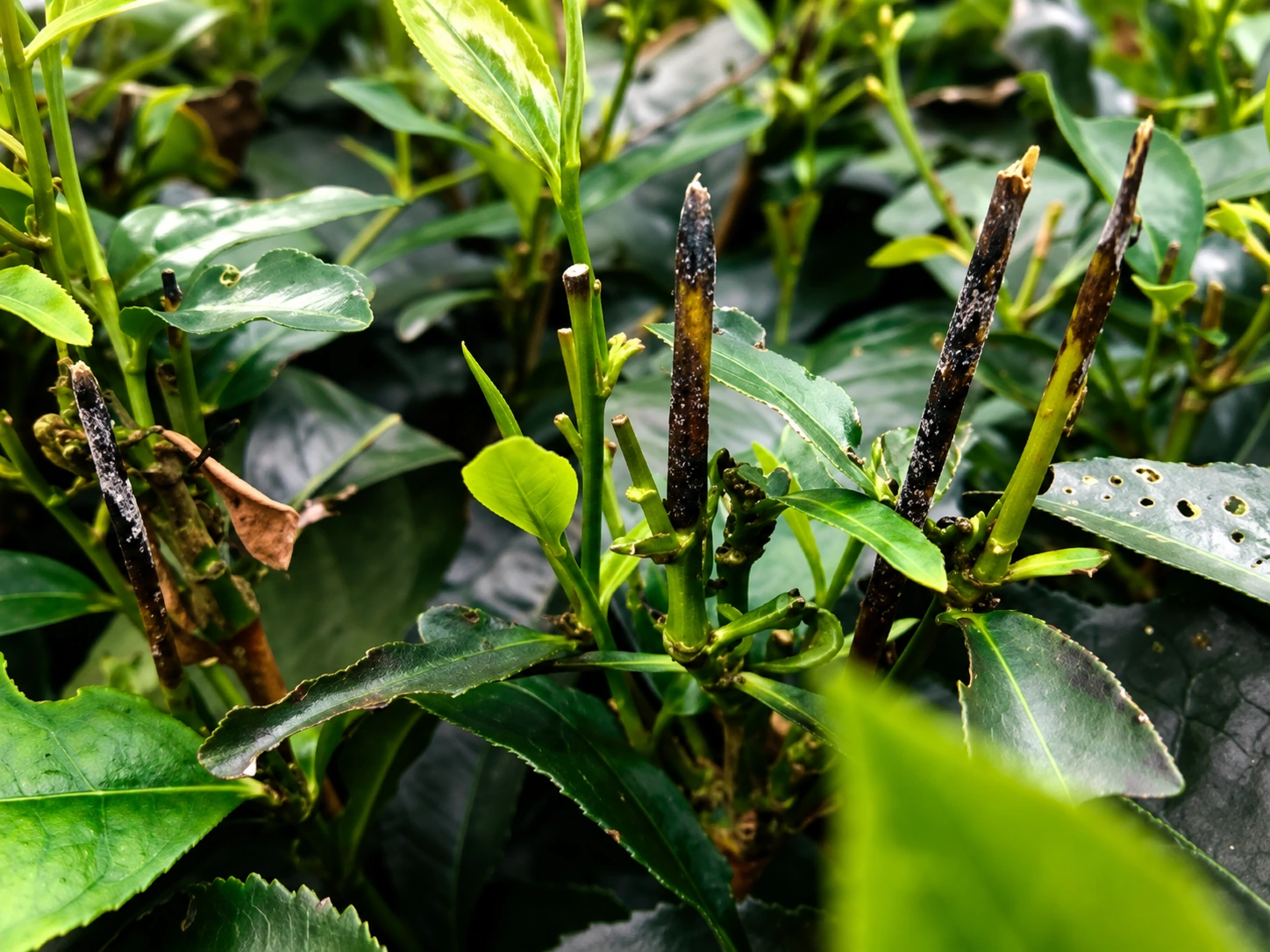 Tea bush showing fusarium dieback symptoms