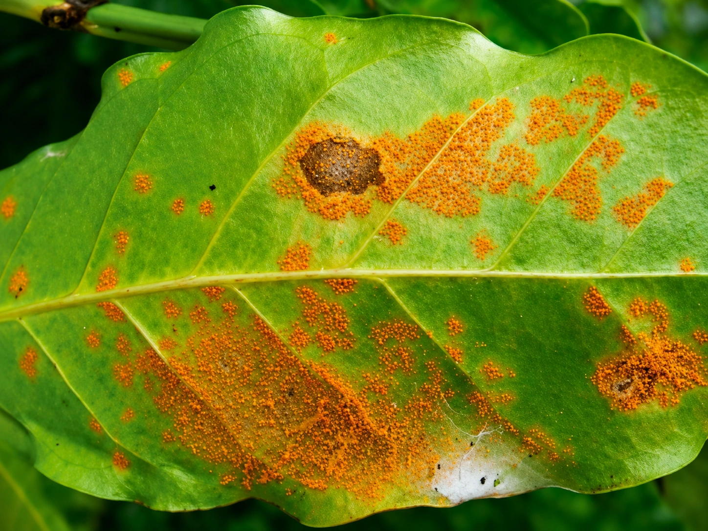 Tea leaf affected by red rust algal disease