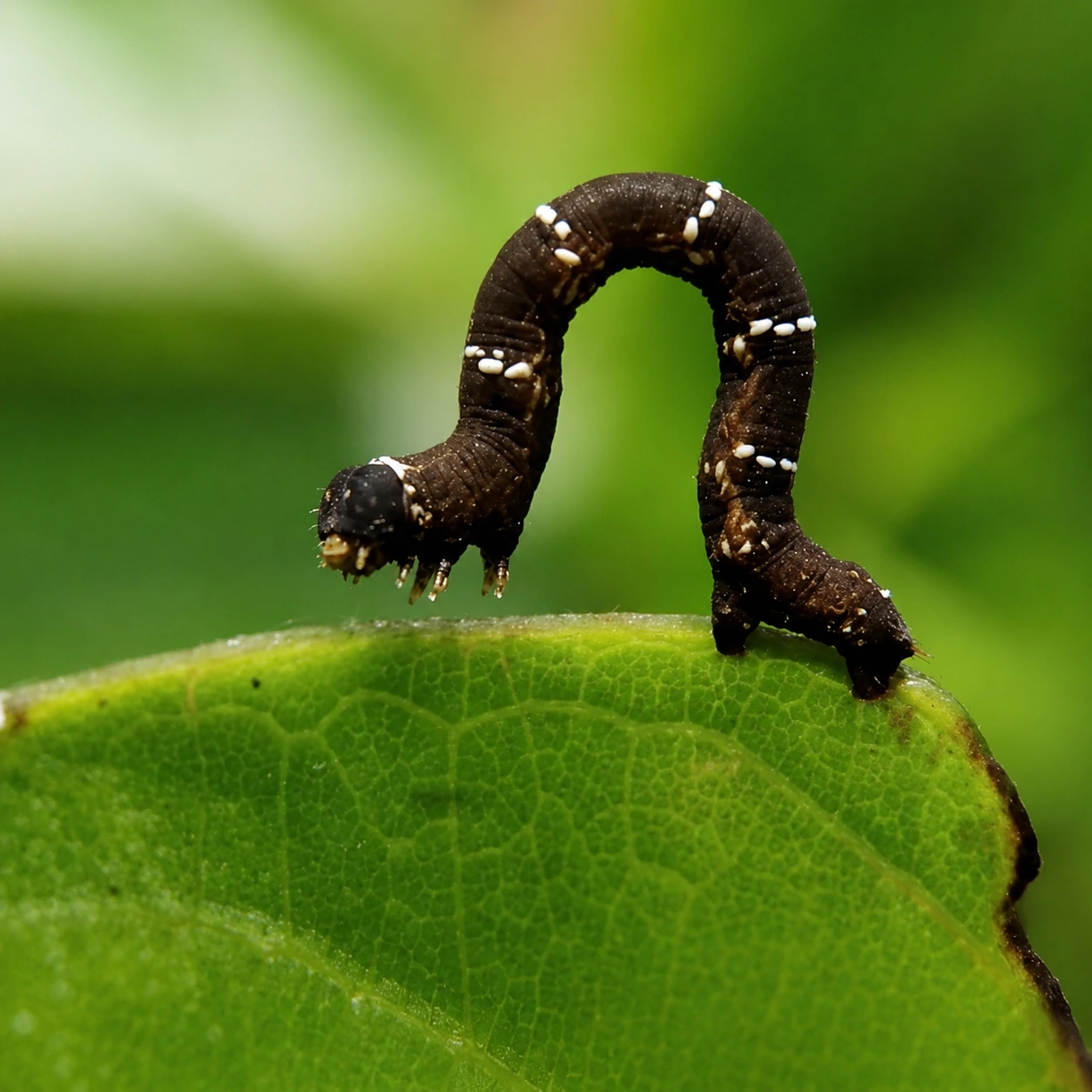 Looper caterpillar on a tea leaf