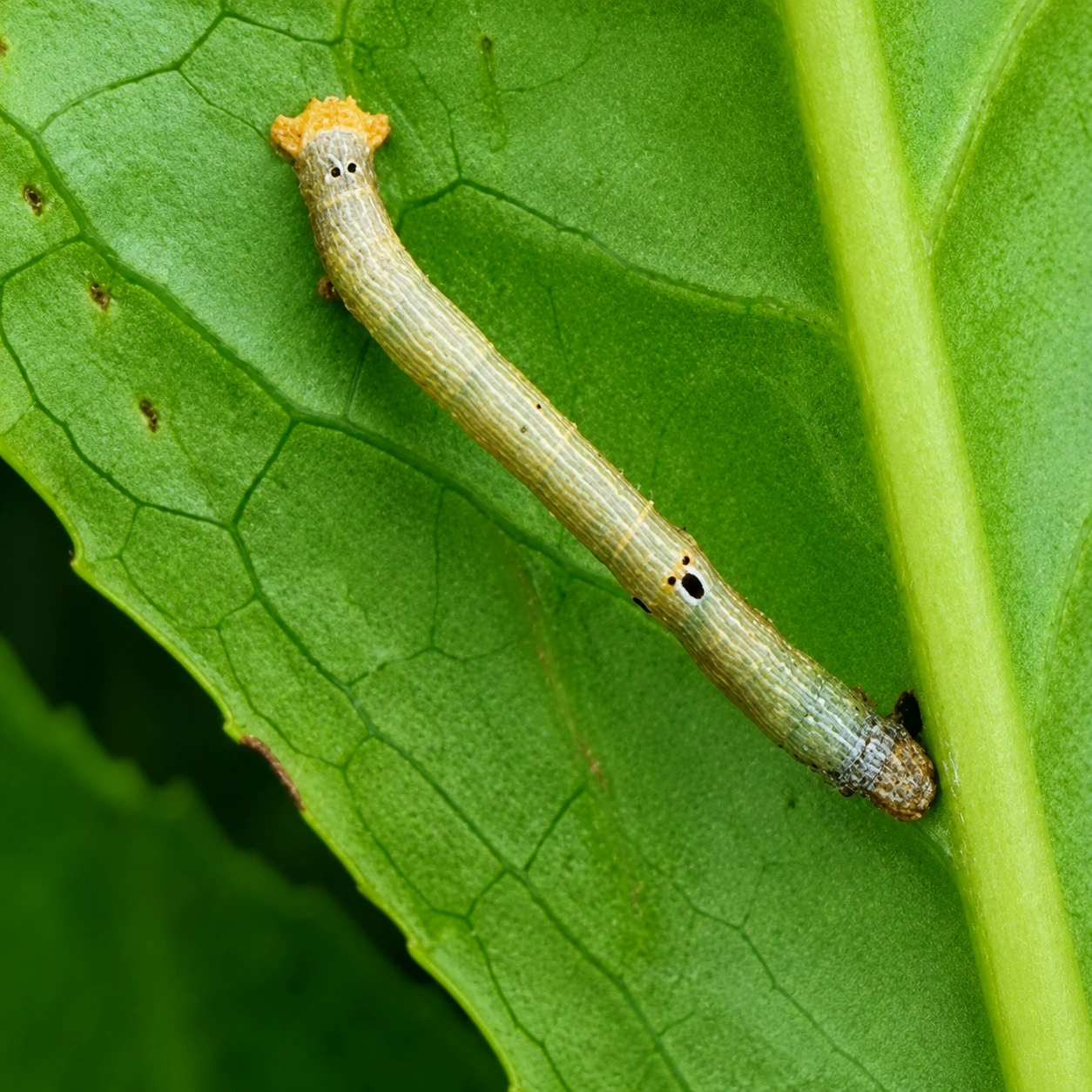 Looper larva feeding on tea foliage
