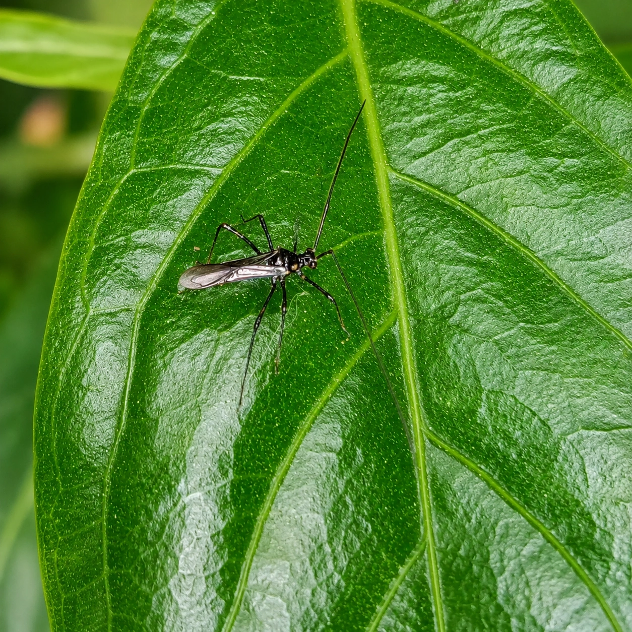 Helopeltis on a tea shoot