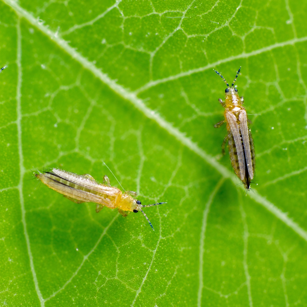 Thrips on a tea leaf